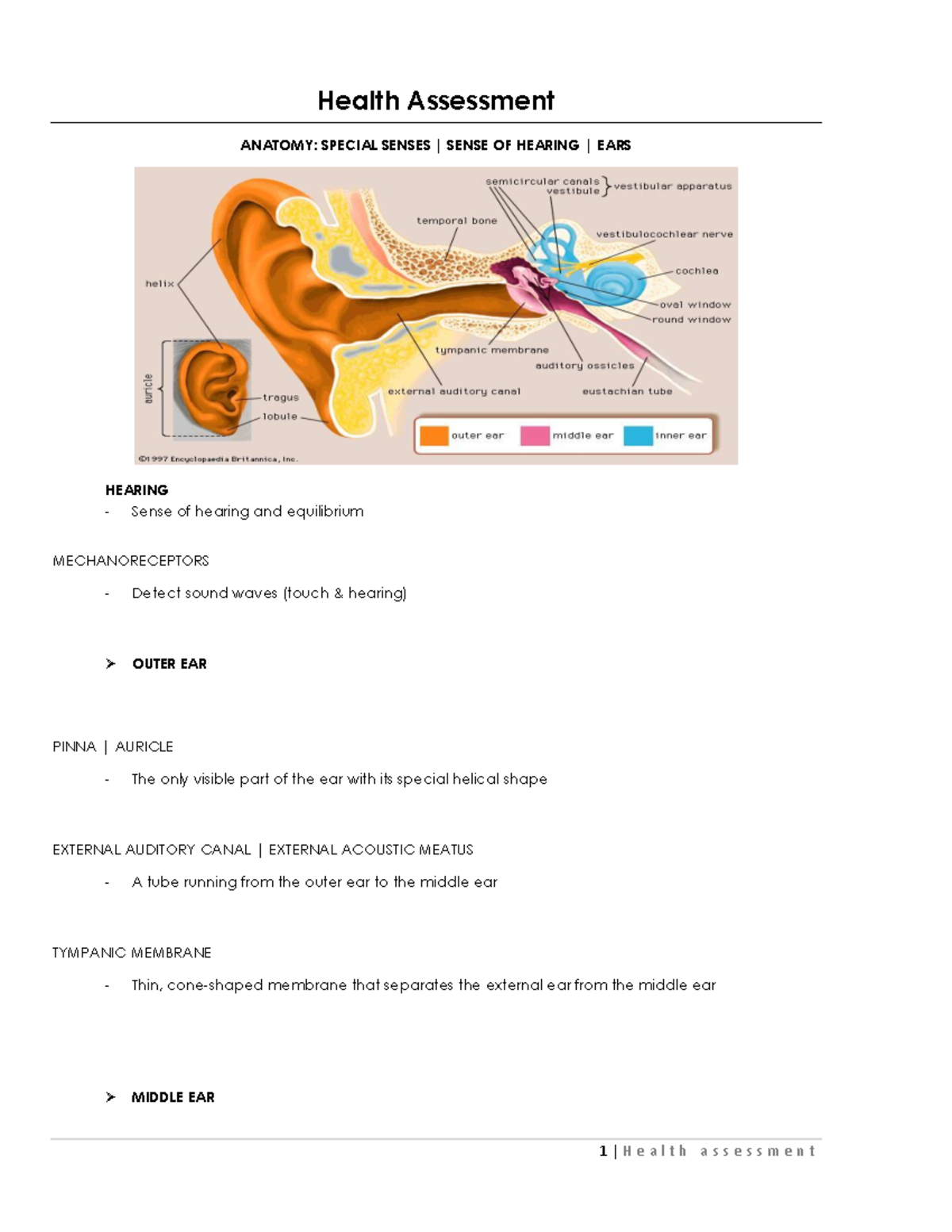 Health Assessment Ear - Health Assessment ANATOMY: SPECIAL SENSES ...
