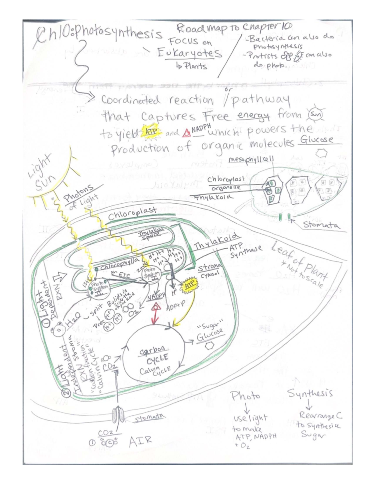 Ph 10: Photosynthesis Overview and Calvin Cycle - Studocu