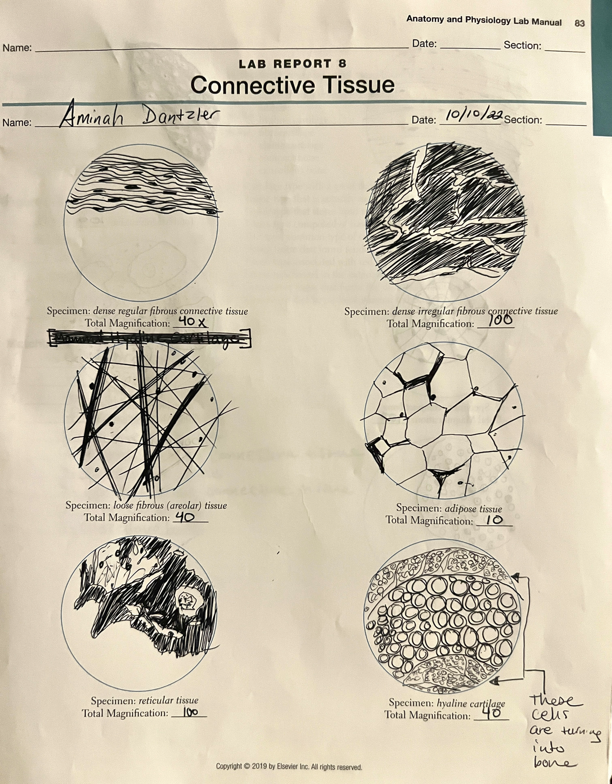 Lab 8: Connective Tissue Analysis and Specimen Evaluation - Studocu