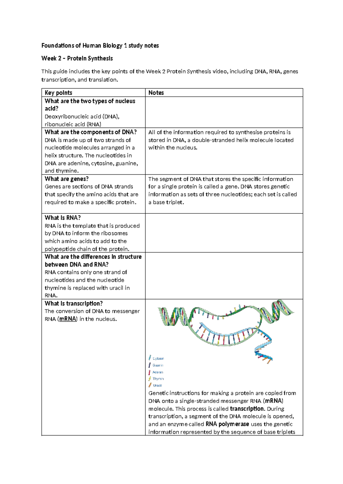 2 FHB 1 Week 2 Study Notes: Key Concepts in Protein Synthesis - Studocu