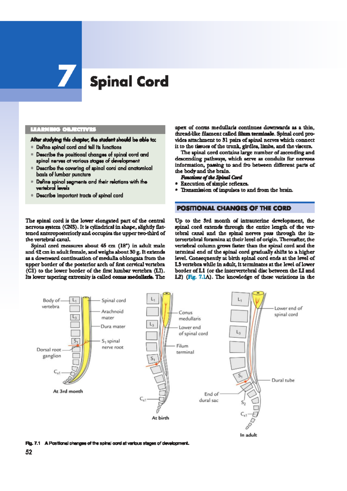 Spinal Cord Anatomy and Function: Key Concepts and Insights (ANAT 101 ...
