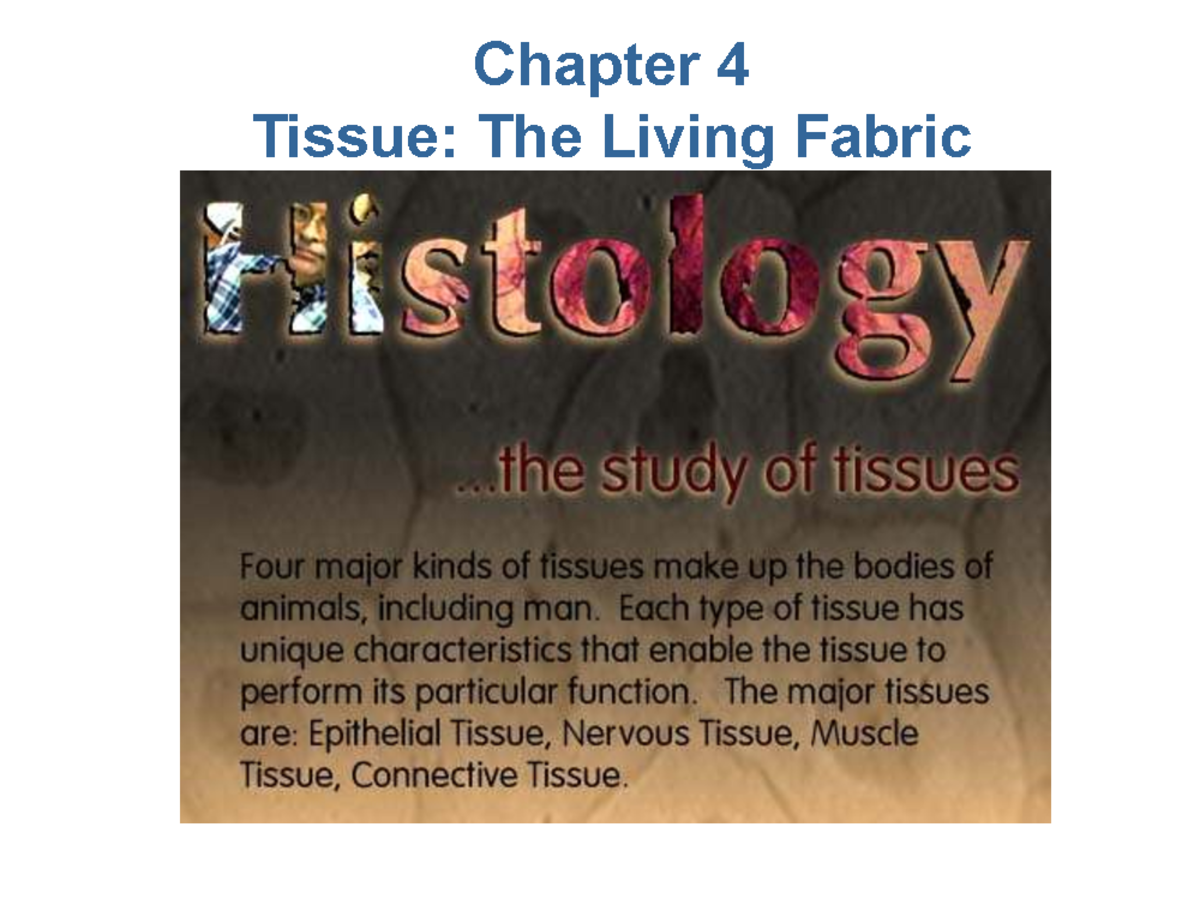 Chapter 4: Epithelial Tissue Characteristics & Classifications - Studocu