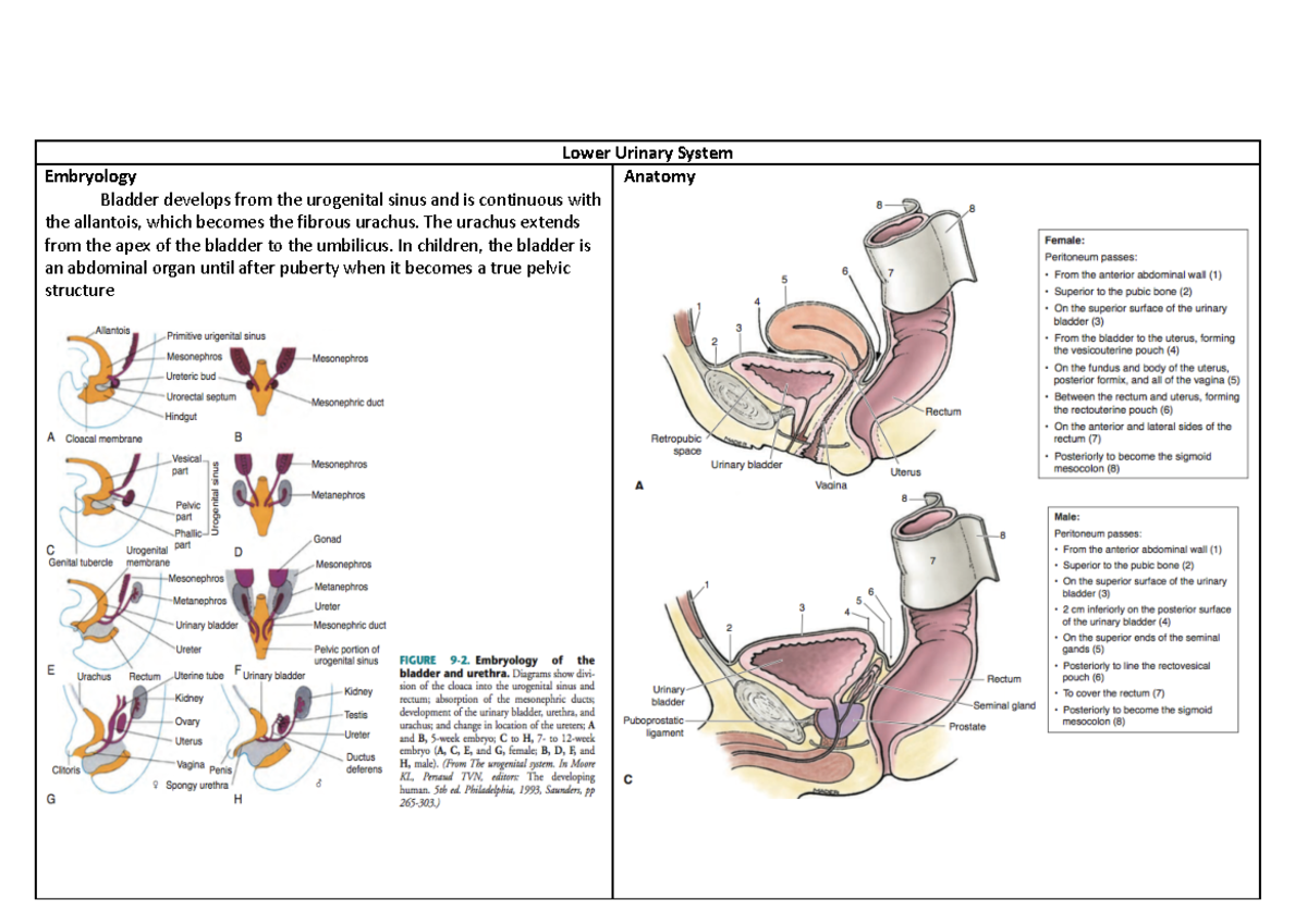 Lower Urinary System Embryology Anatomy and Pathology - Studocu