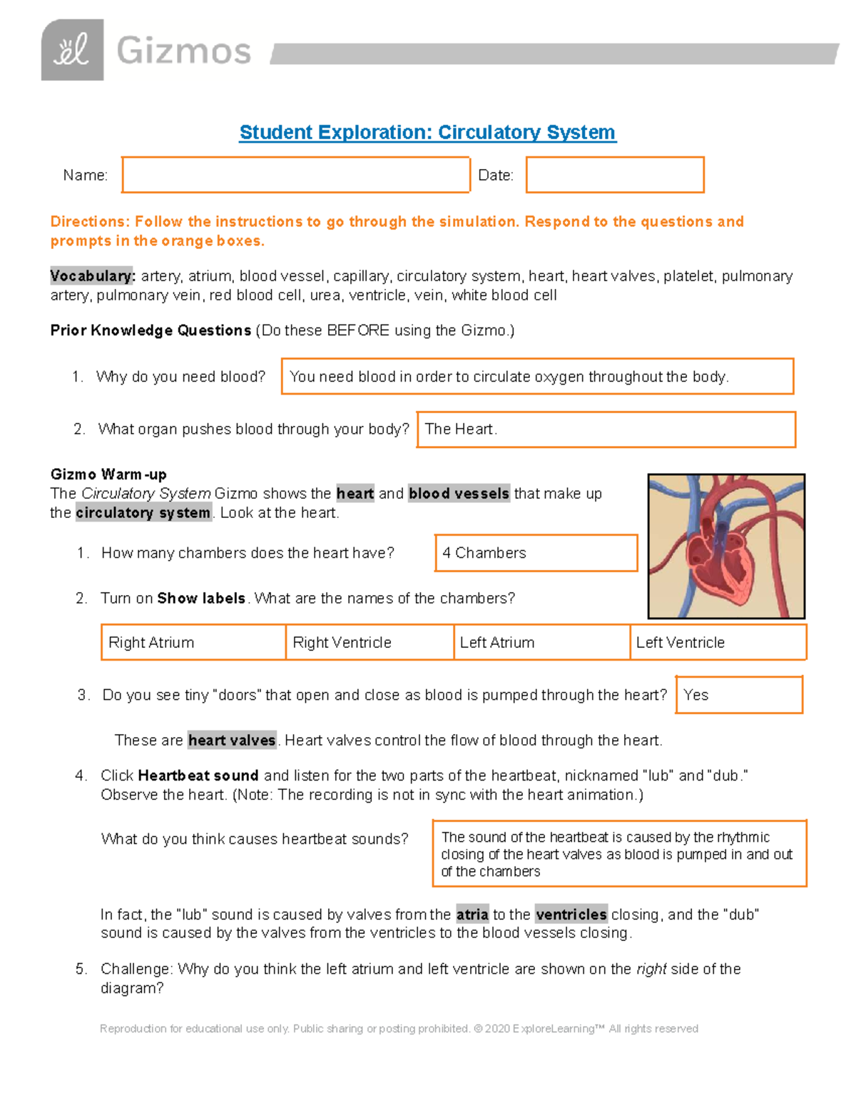 Circulatory System Exploration SE - Gizmo Simulation Guide - Studocu
