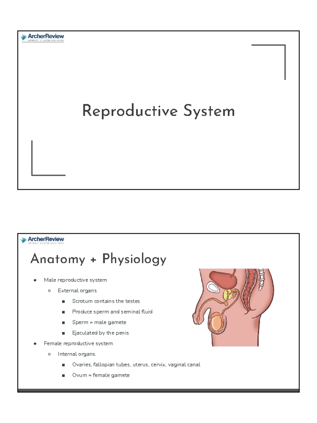 Reproductive System Overview and Key Functions - 432023 - Studeersnel