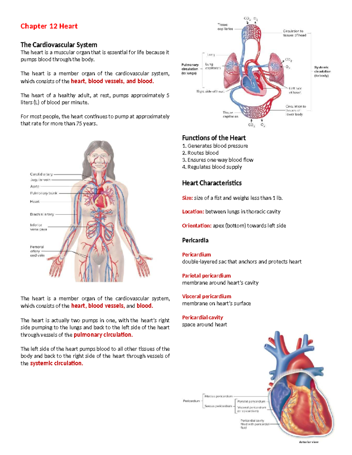 Chapter 12: Heart - The Cardiovascular System Review Notes - Studocu