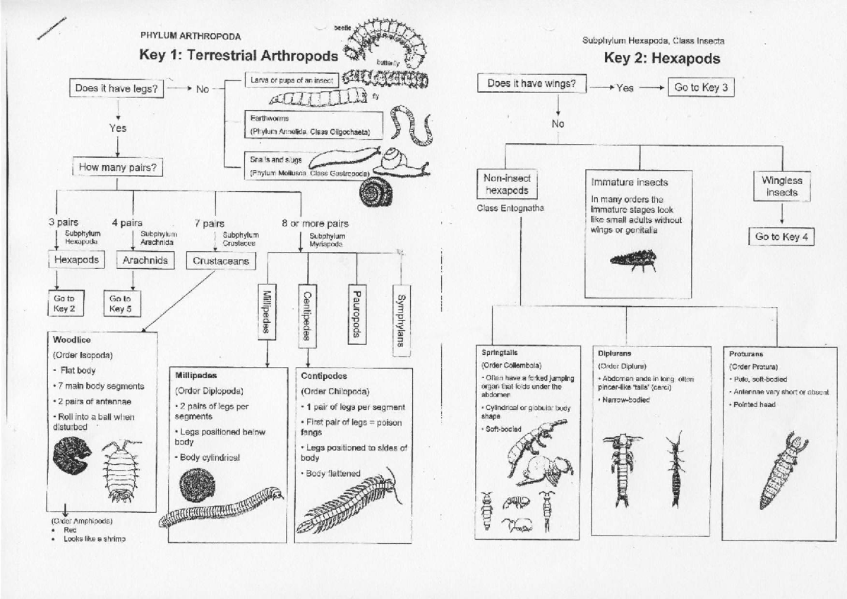 Arthropod Diagram Phylum Arthropoda Pinterest
