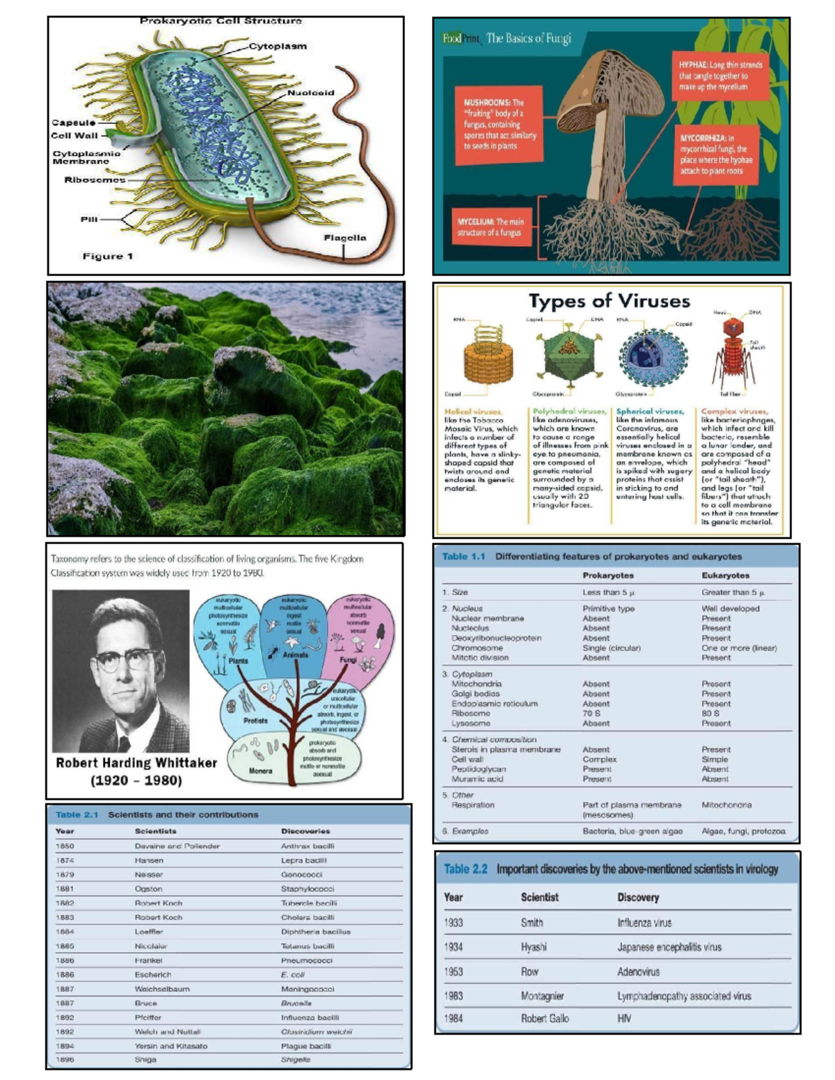 Ana Phy - Lecture - Prokaryotic Cell Structure FoodPrint. The Basics of ...