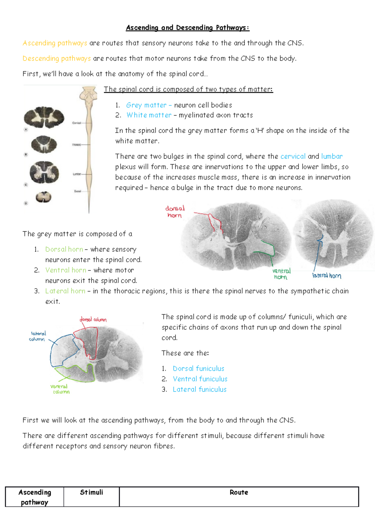 Ascending and Descending Pathways in the Spinal Cord Anatomy - Studocu