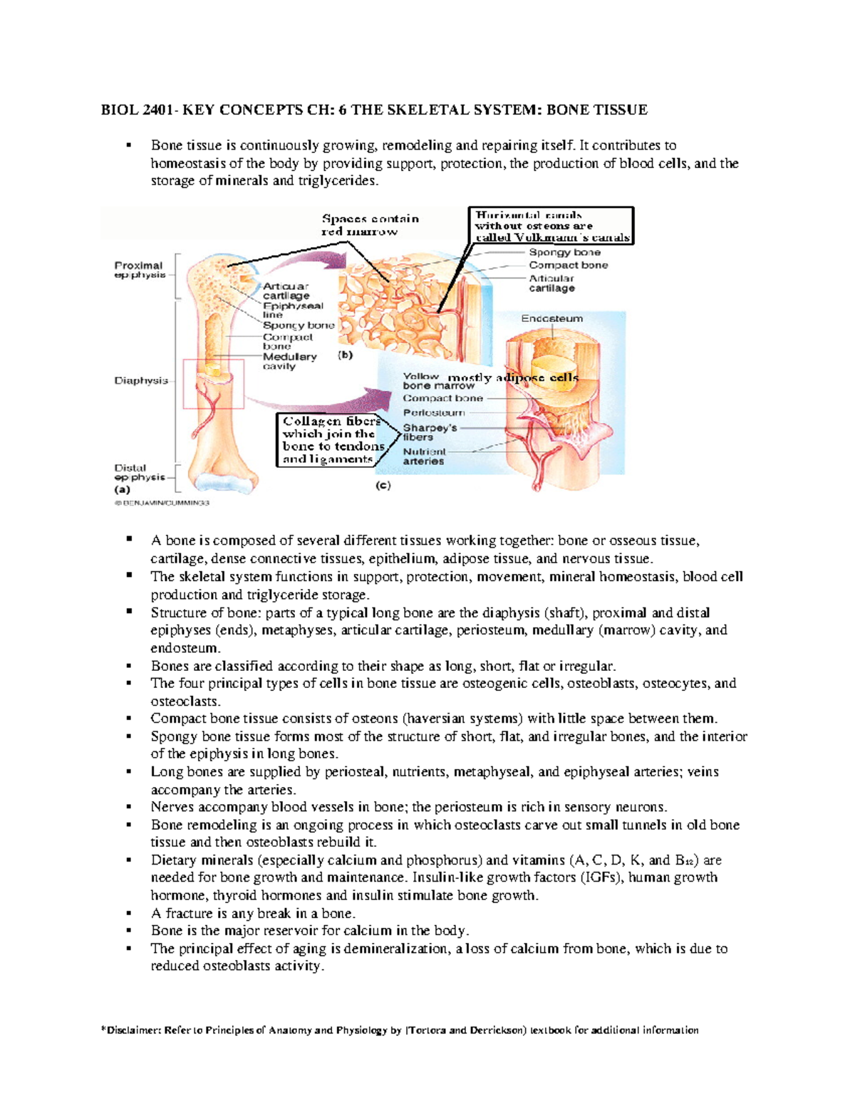 BIOL 2401-chapter 6 - The Skeletal System: Bone Structure and Function ...