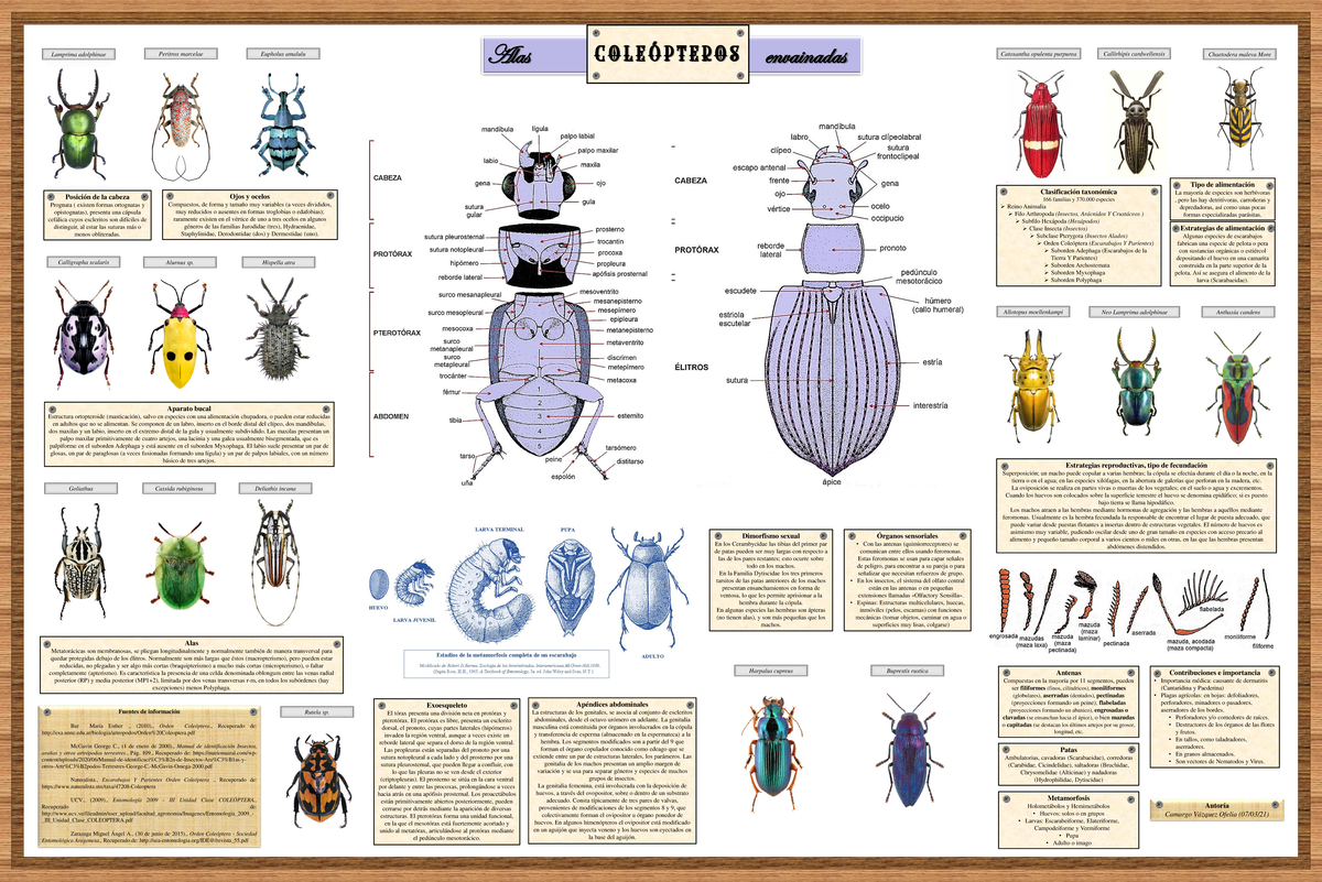 Coleópteros, conocidos comúnmente como escarabajos. - Investigación y ...