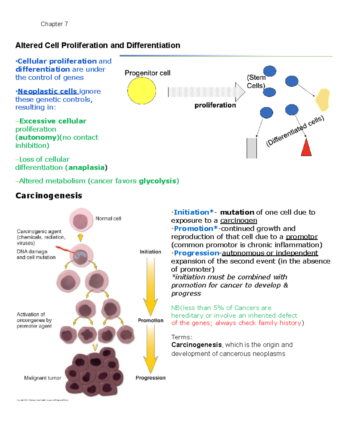 Chapter 7: Cellular Proliferation, Cancer, and Treatment Insights - Studocu