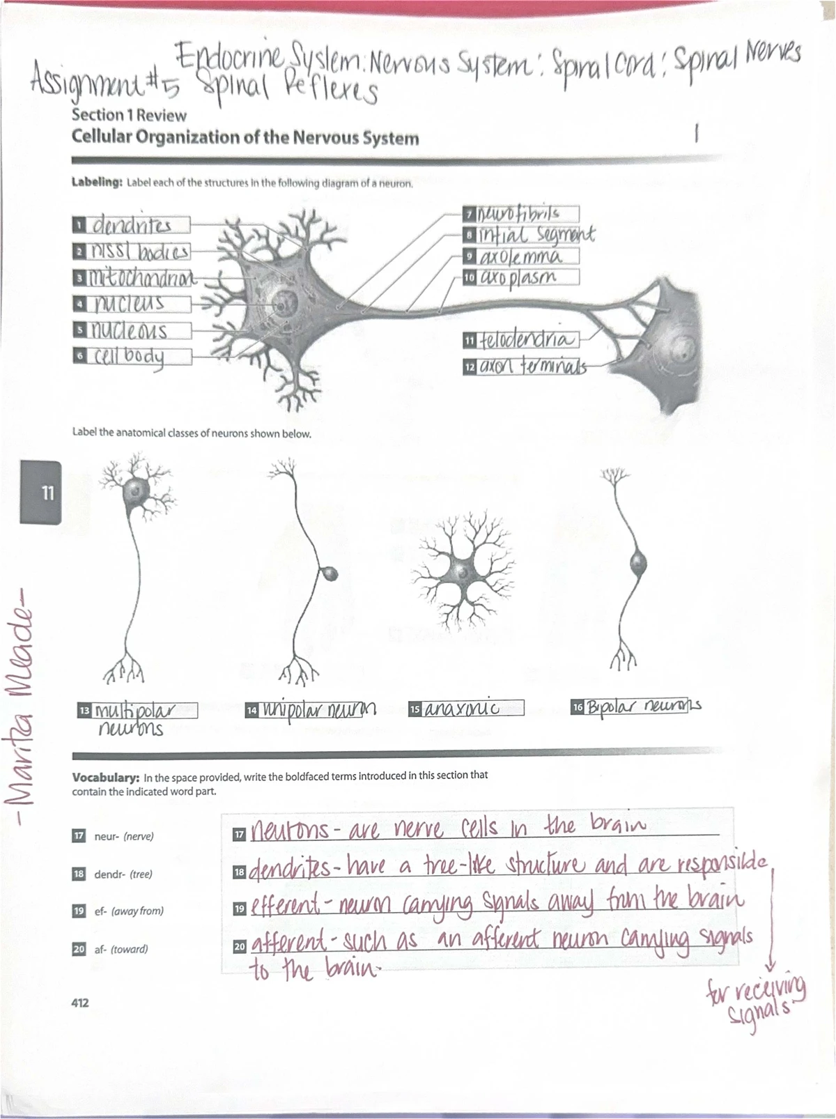 Cranial Nerves & Brain Anatomy Review - Assignment #6 - Studocu