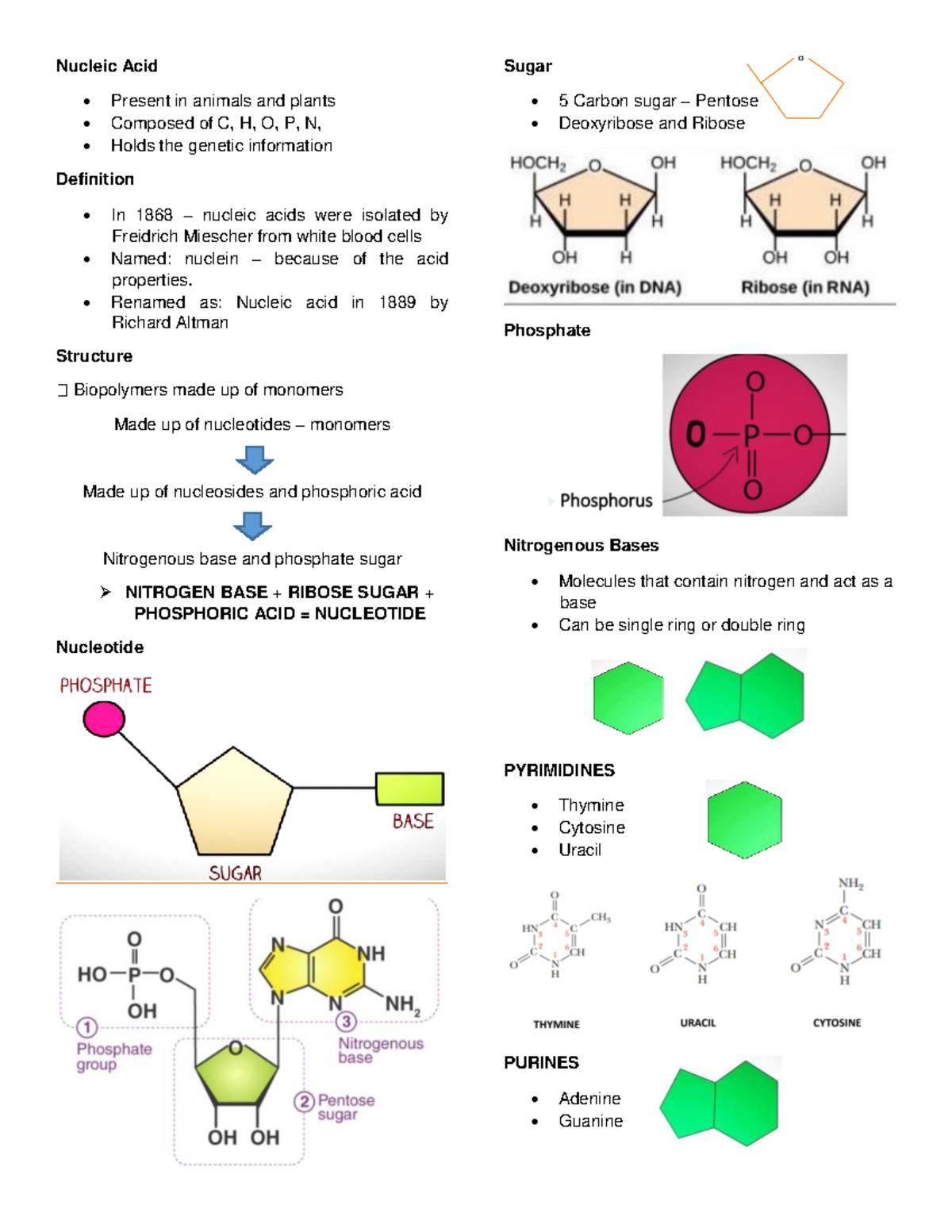 Biochem 101: Nucleic Acids - Structure and Function Overview - Studocu