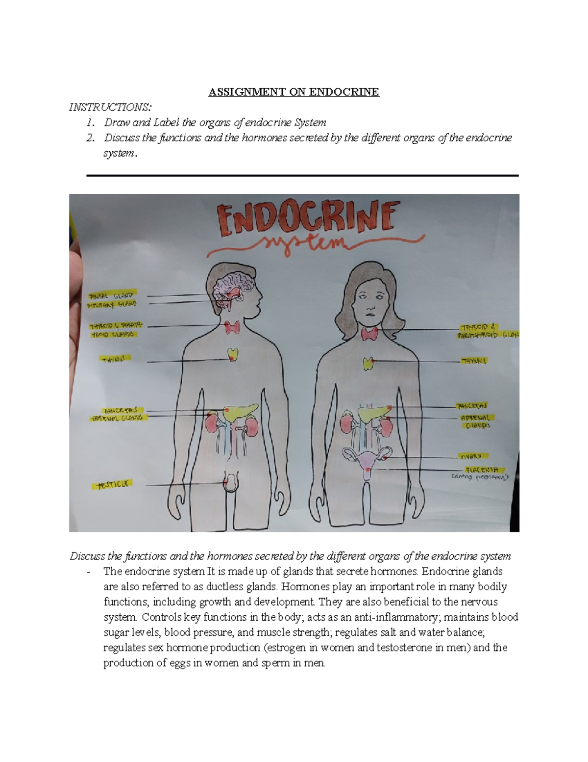 Endocrine System - ASSIGNMENT ON ENDOCRINE INSTRUCTIONS: 1. Draw and ...