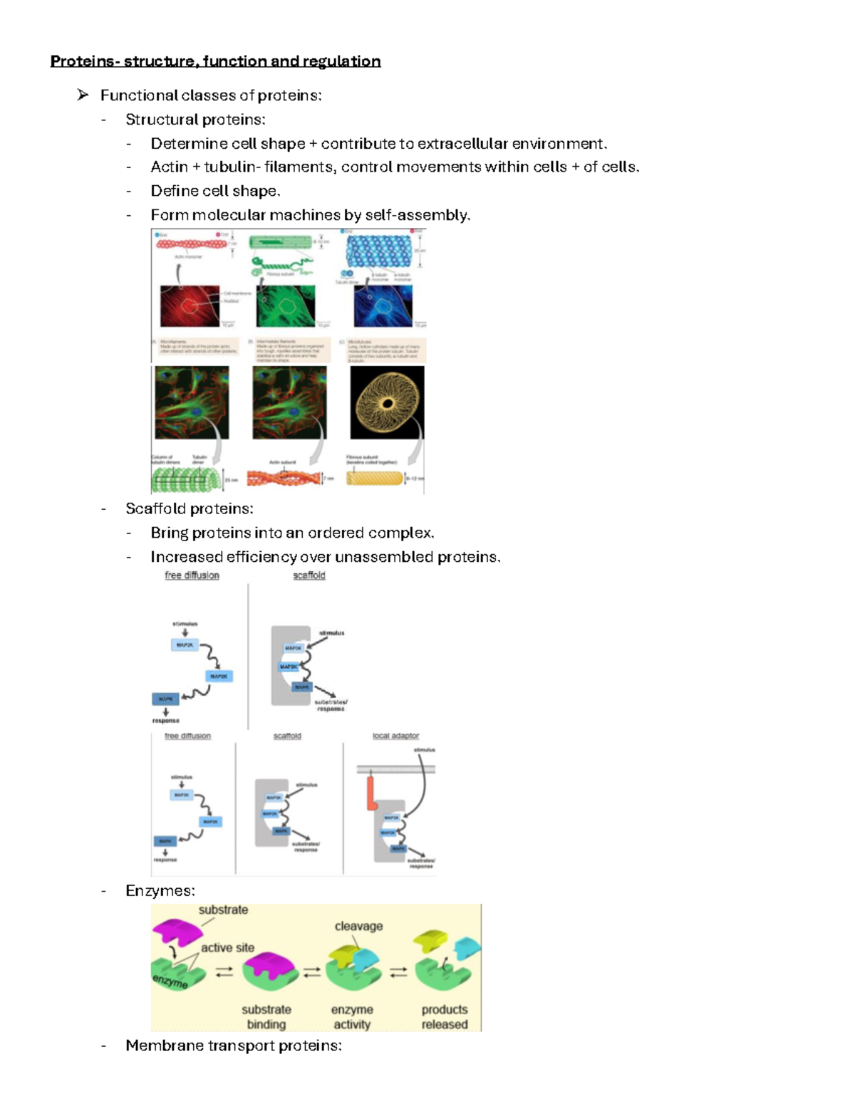 Proteins: Structure, Function, and Regulation Overview - Studocu