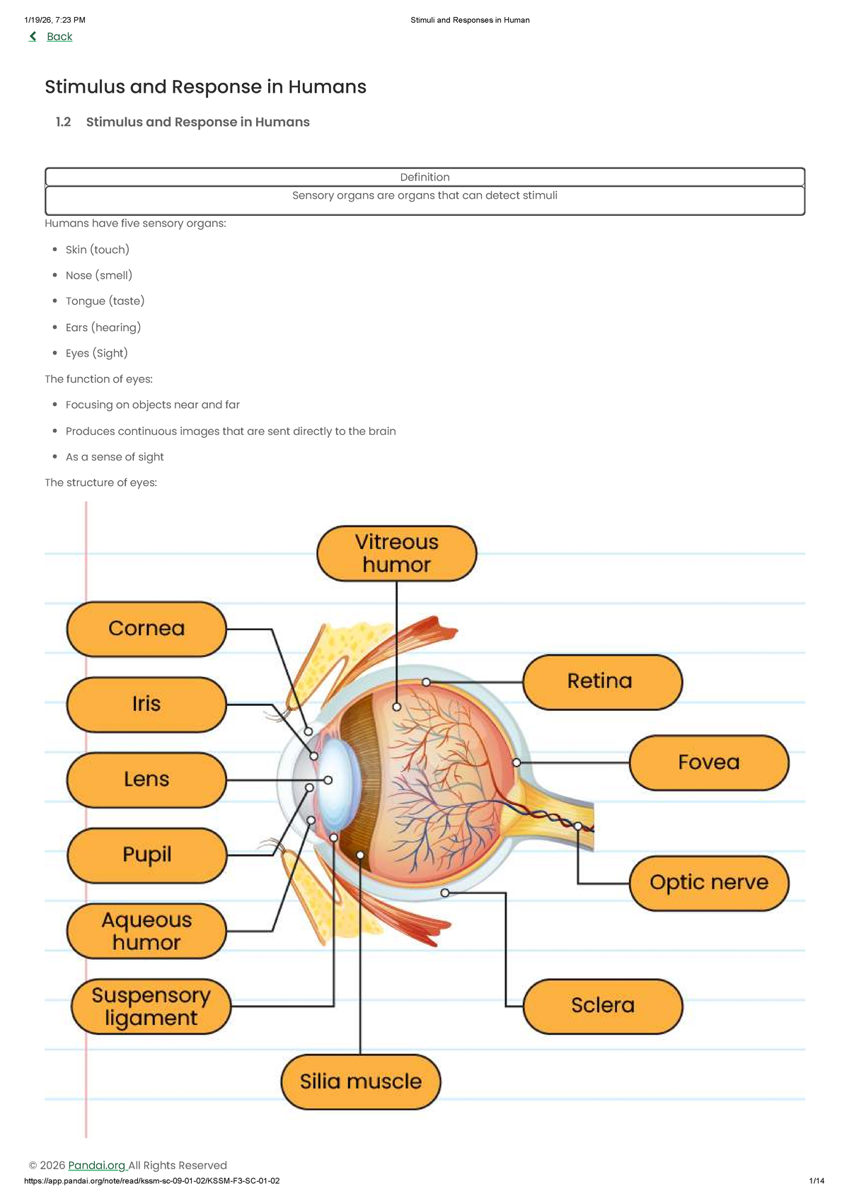 Stimuli and Responses in Humans: Sensory Organs Overview (Course 1.2 ...