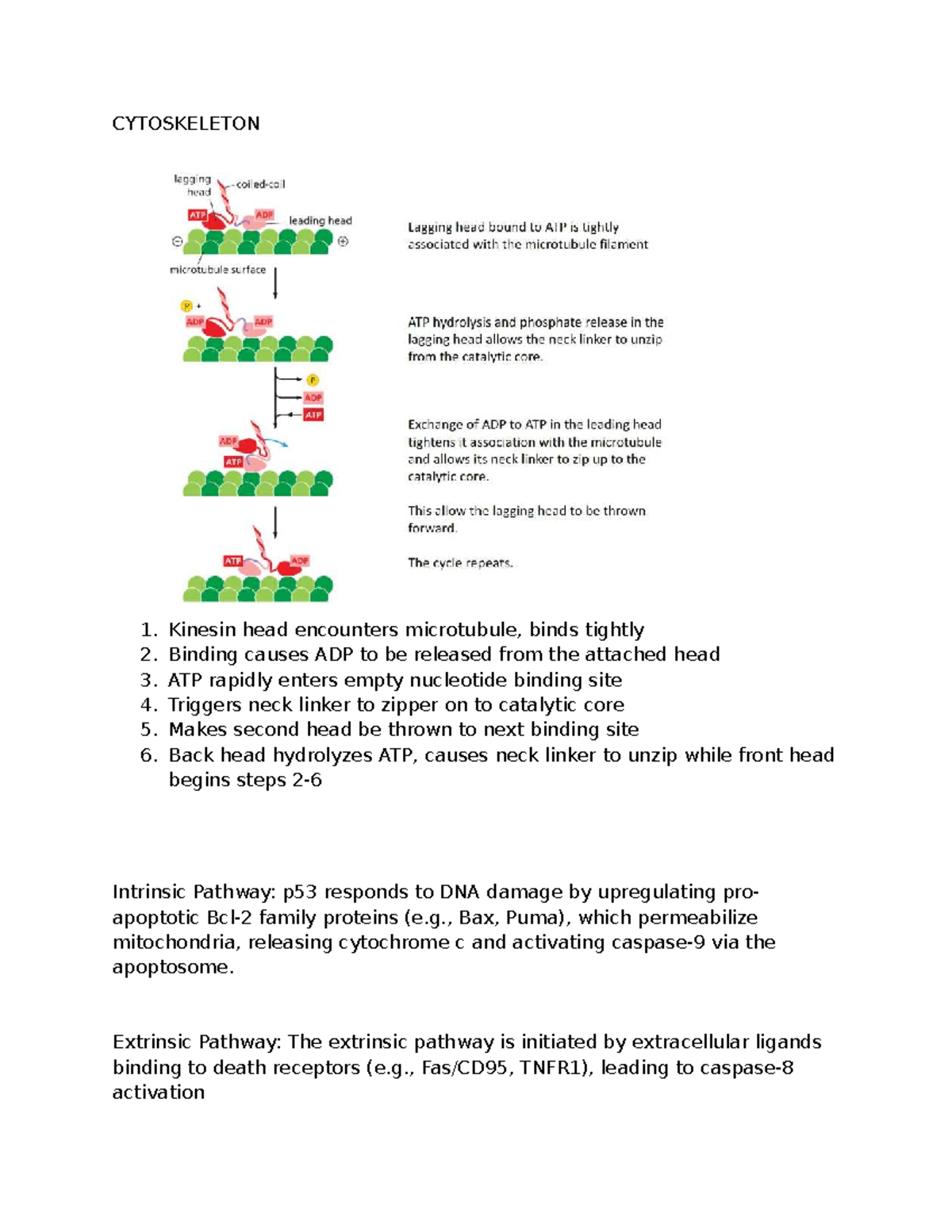 Cell Bio & Immunology Notes: Cytoskeleton & Apoptosis Pathways ...