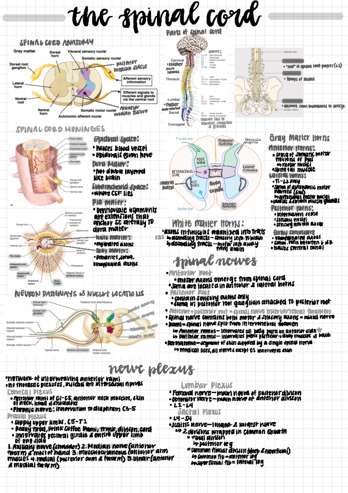 The Spinal Cord lecture - therspirnaloorof Parts of spinal cord SPINAL ...