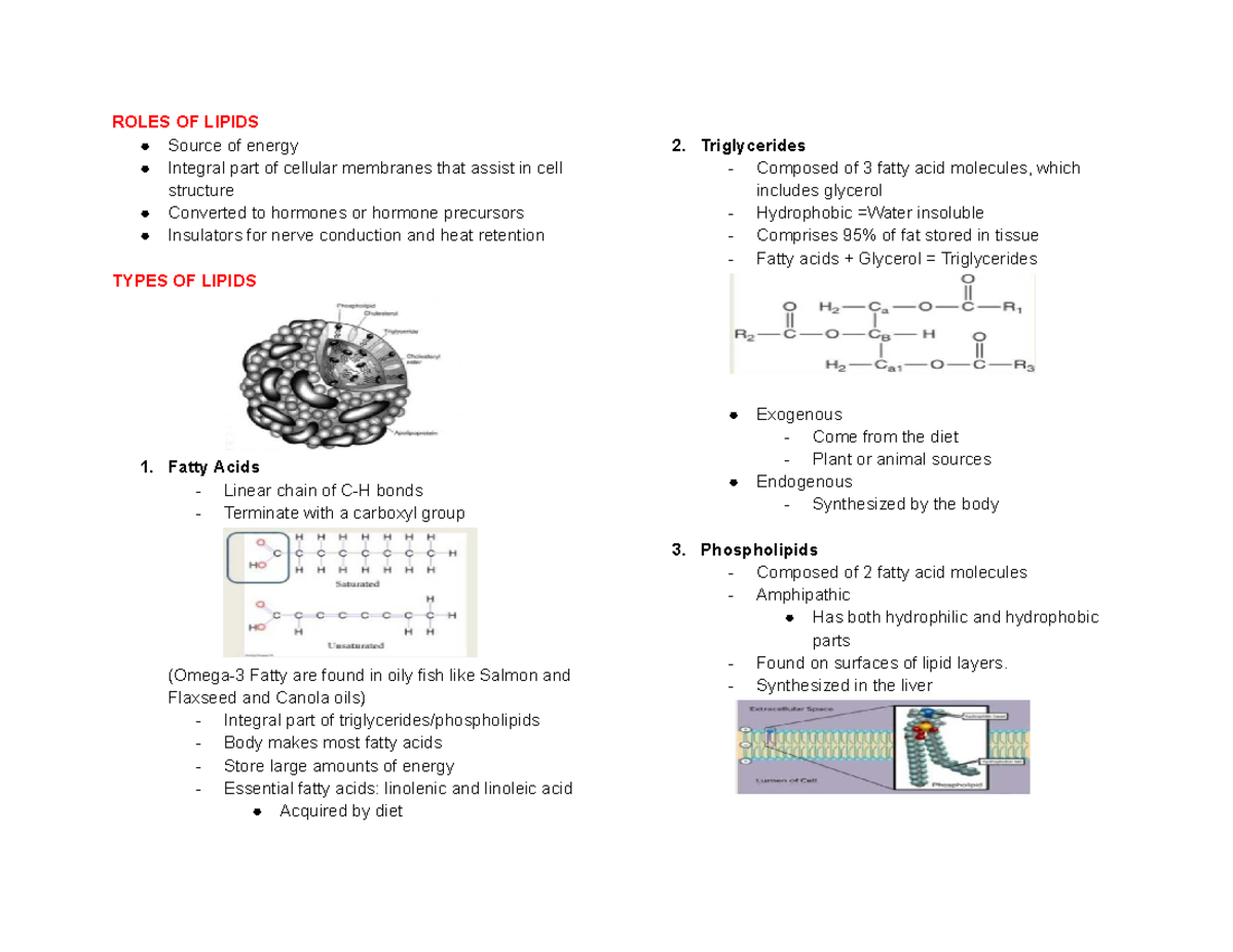 Lipid Functions and Analysis: A Comprehensive Overview (BIO 101) - Studocu