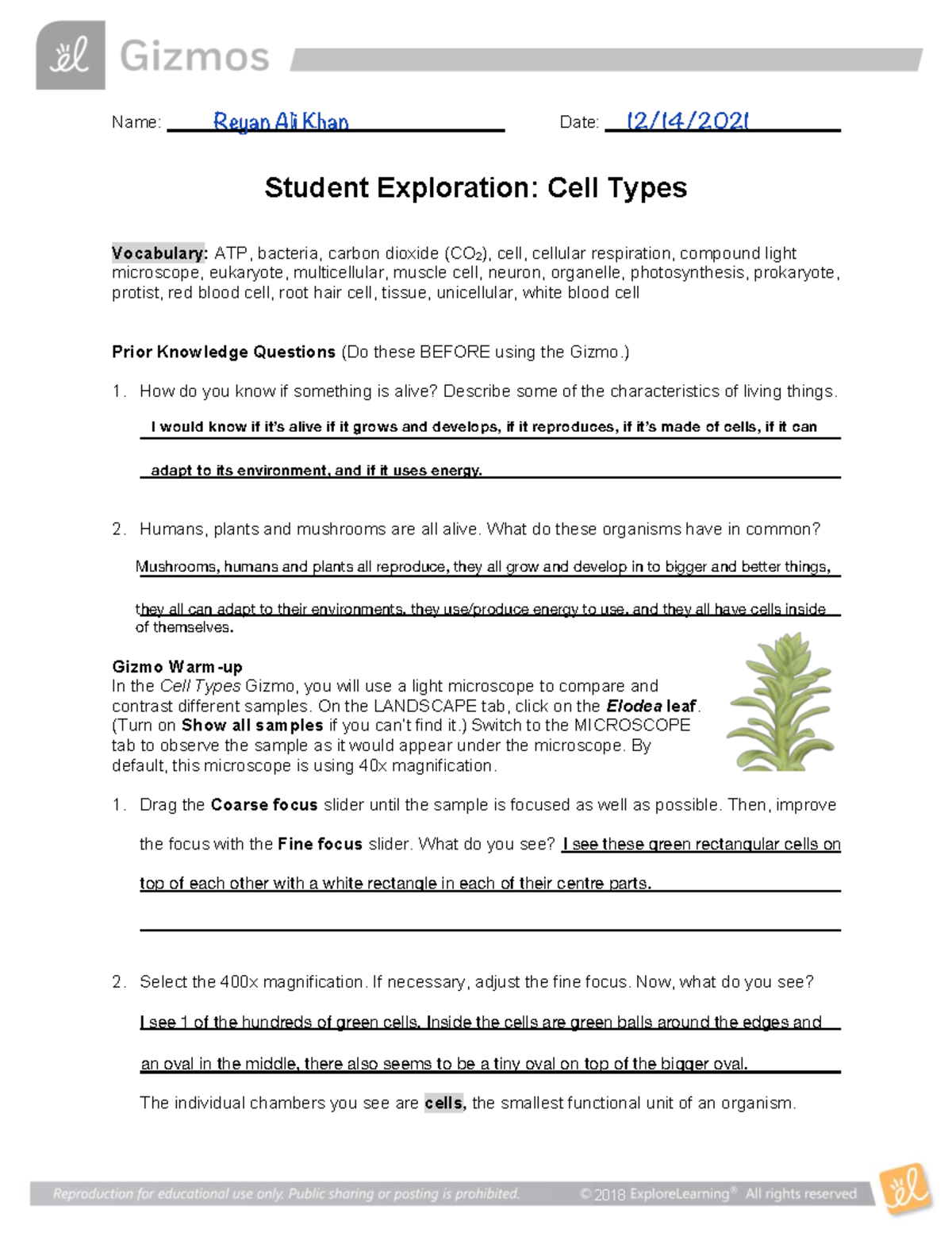 Gizmo Exploration: Cell Types, full documents and great answer! - Name ...