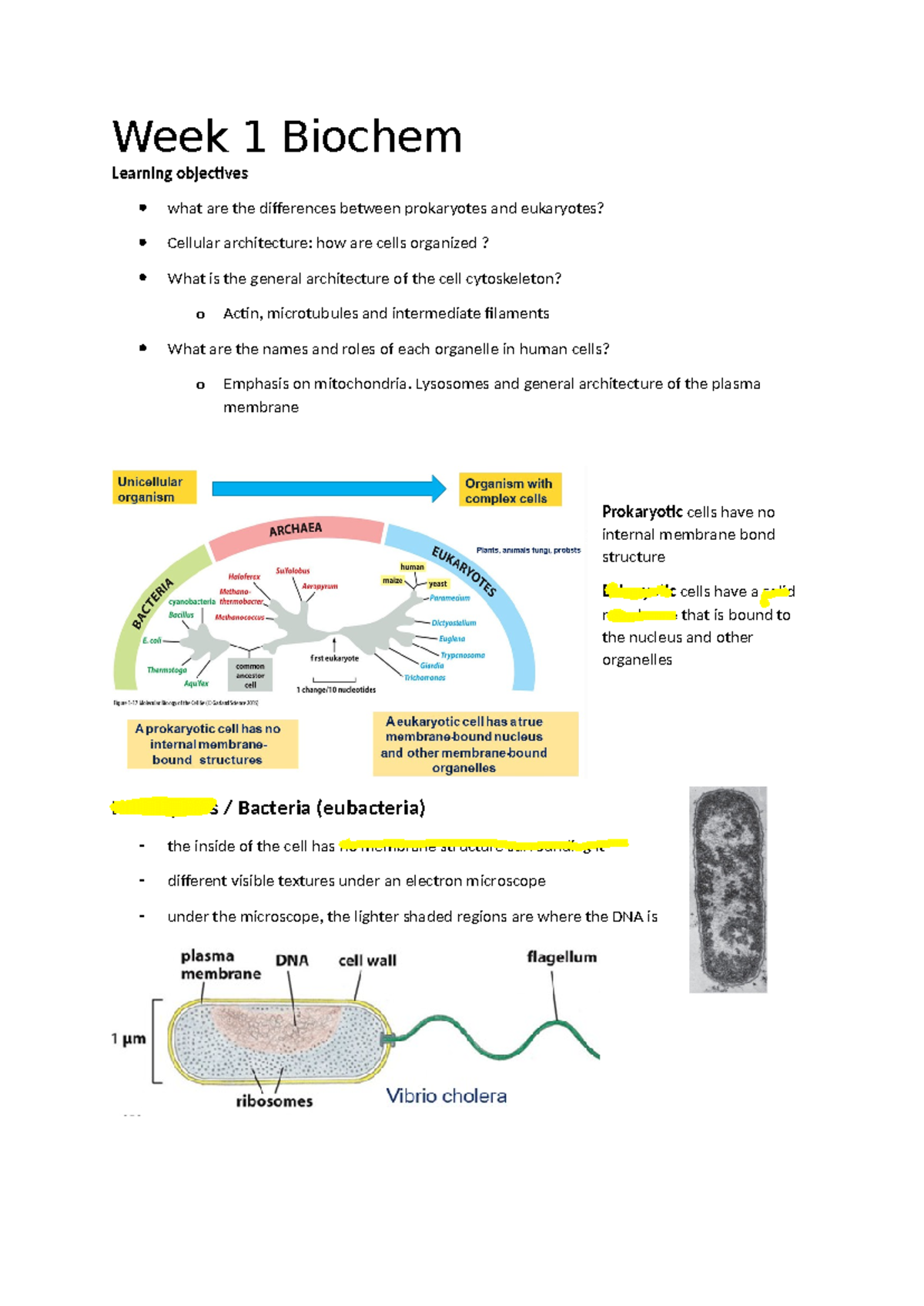 Biochem 101: Week 1 Lecture Summary on Cellular Structures and ...