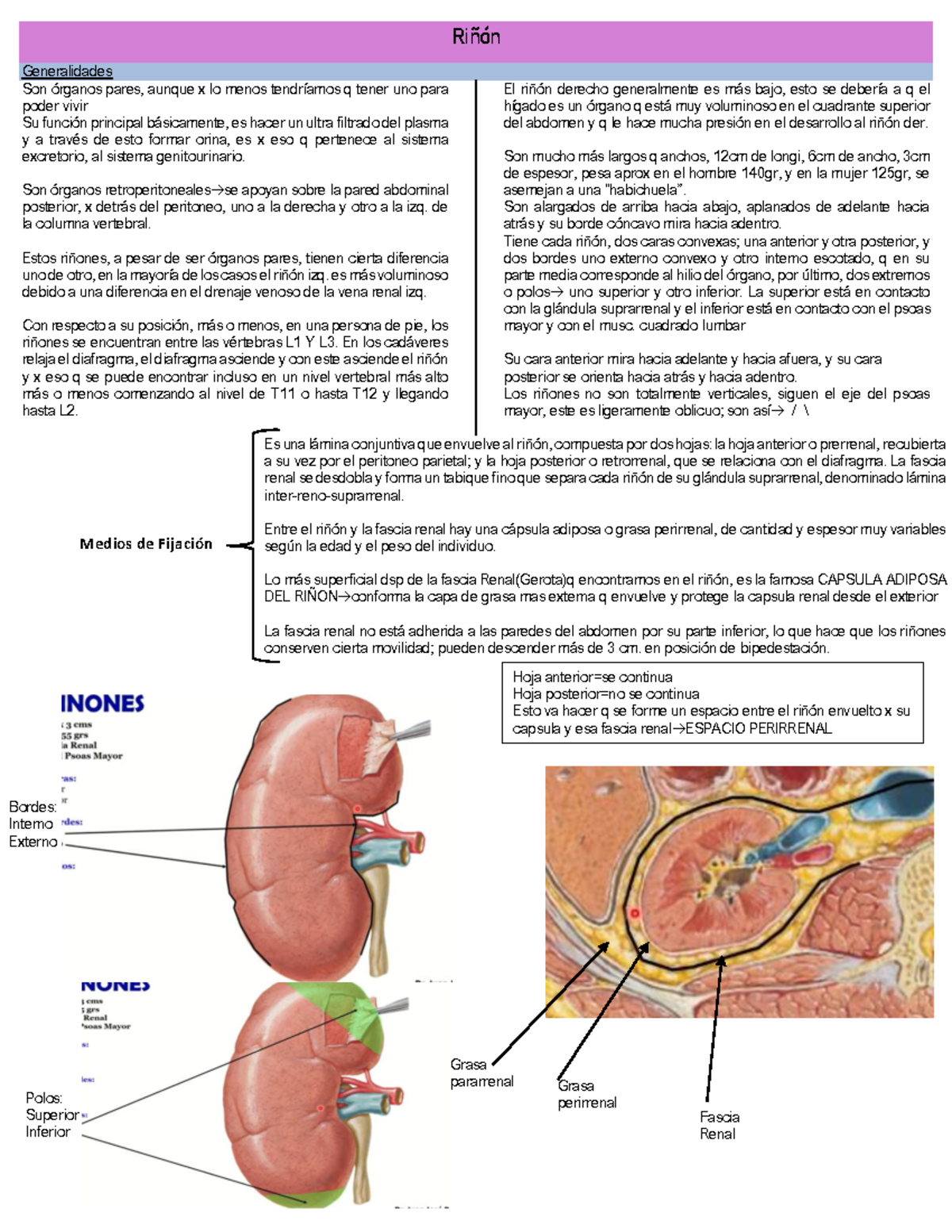 Anatomía del Riñón y Uréter - Lección sobre su Estructura y Función ...