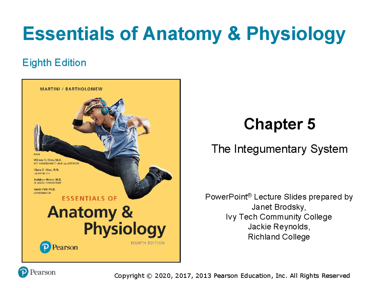 A&P 101: Chapter 5 - The Integumentary System Lecture Notes - Studocu