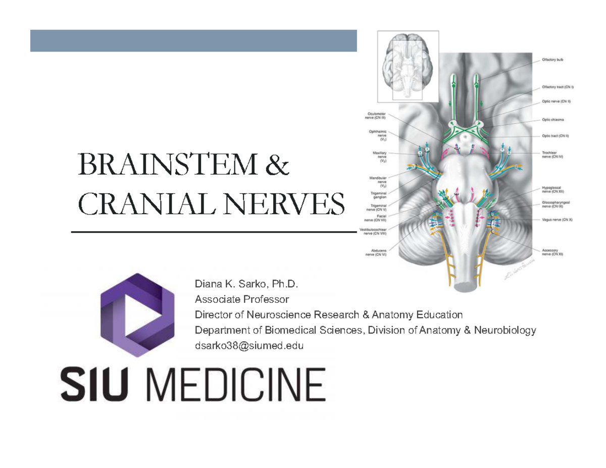 Brainstem & Cranial Nerves: Anatomy & Clinical Insights (Final Exam ...