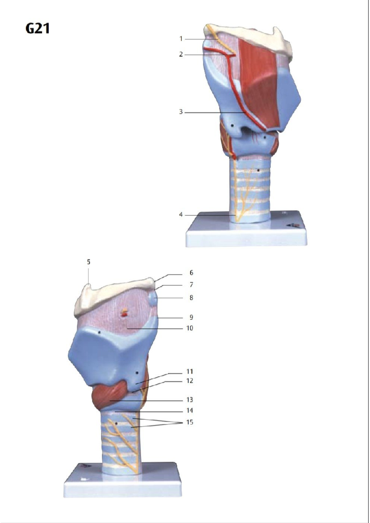 Larynx Model 3B - 1 2 3 4 5 6 7 8 9 10 11 12 13 14 15 G21 16 17 26 18 ...