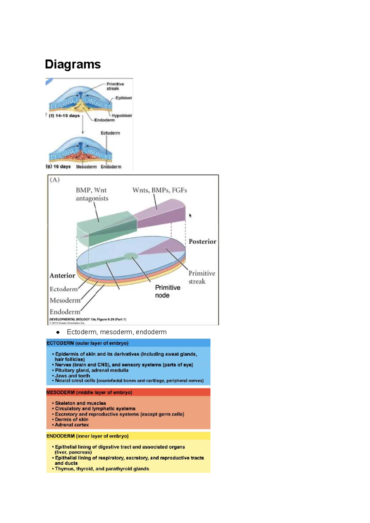 Human Embryonic Development: Ectoderm, Mesoderm, Endoderm Overview ...