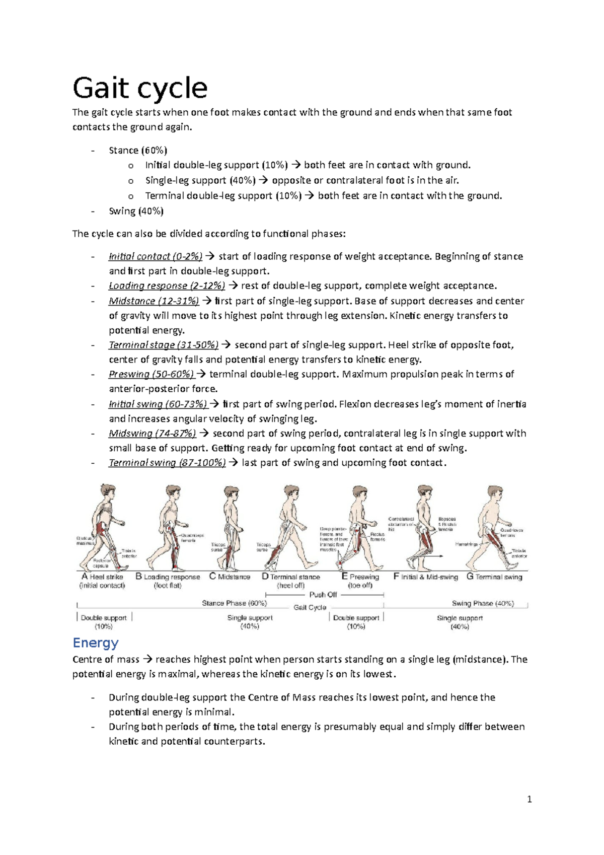 BBS2052 - Gait Cycle Summary and Muscle Activation Analysis - Studeersnel