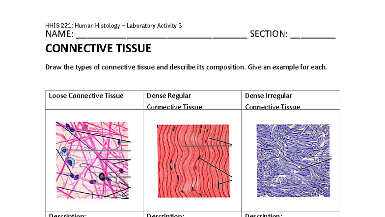 HHIS 221: Lab Activity 3 - Connective Tissue Overview - Studocu