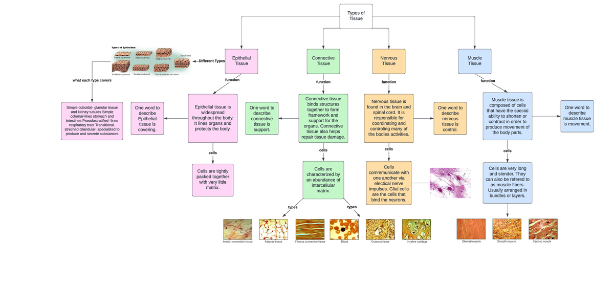 1.2.1 HBS Types of Tissues: Epithelial, Connective, Muscle, Nervous ...