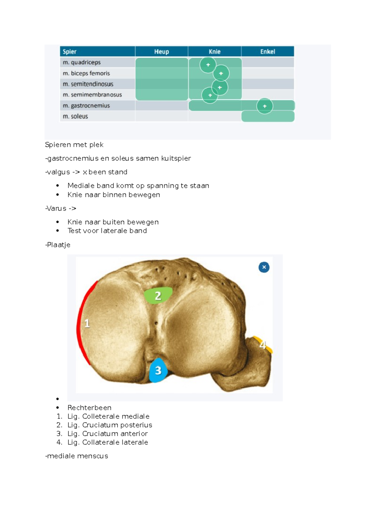 Practicum Kniegewricht: Analyse van Letsels en Behandelingen - Studeersnel