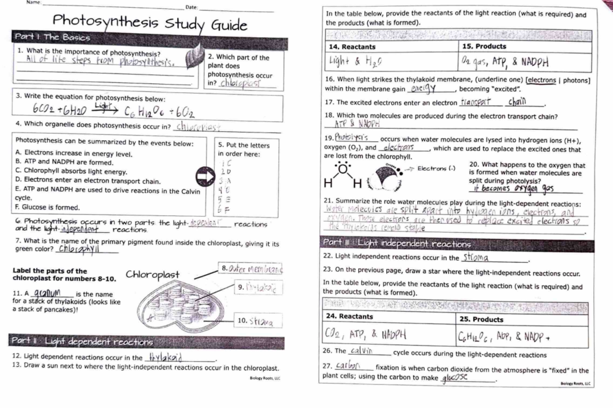 Photosynthesis Study Guide: Key Concepts & Processes - Studocu
