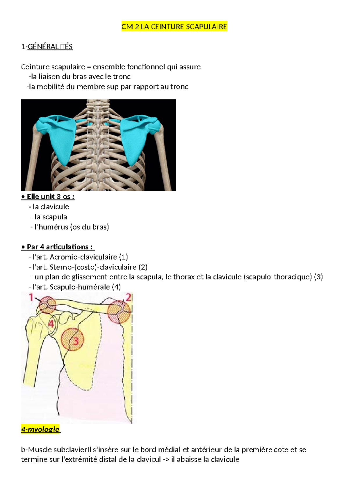 CM 2 LA Ceinture Scapulaire CM 2 LA CEINTURE SCAPULAIRE 1 GENERALITES Ceinture scapulaire Studocu