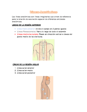 C-Resumen - Resumen de músculos - Cuello Músculos de la región ...
