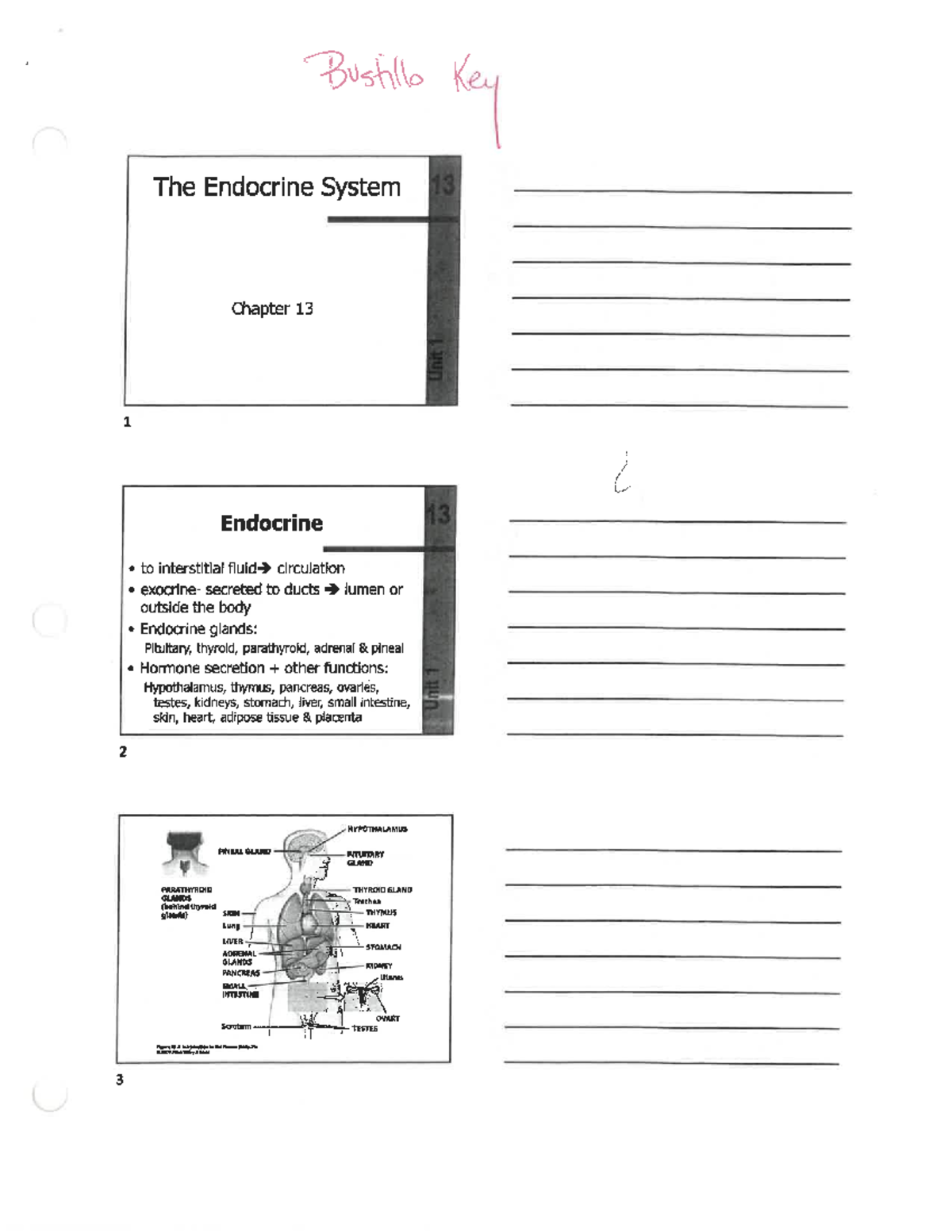 Endocrine System Study Notes with Answers (Chapter 13 Review) - Studocu