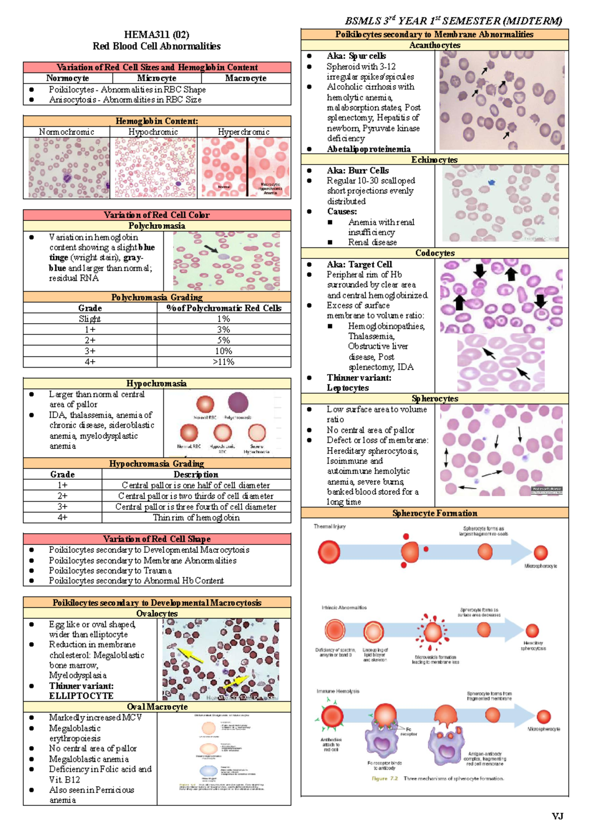 BSMLS HEMA311 (02) Midterm: Red Blood Cell Abnormalities Analysis - Studocu