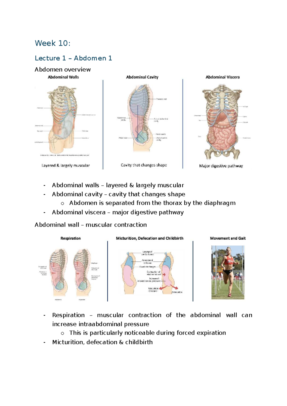 ANAT2000 Week 10 Lecture Notes: Abdomen Overview and Viscera - Studocu