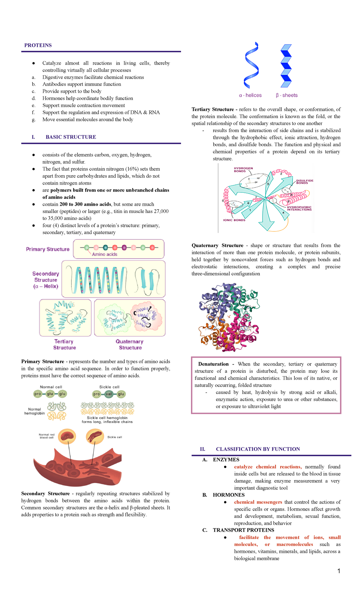 CC1 Proteins - Comprehensive Notes on Protein Function and Structure ...