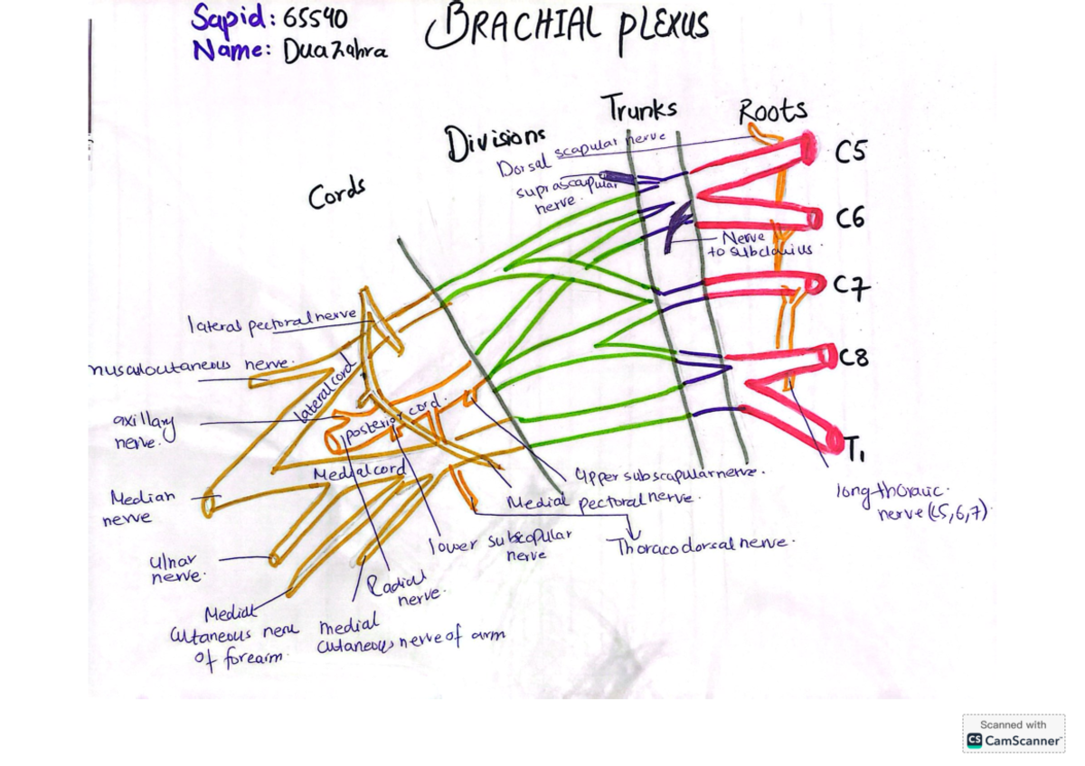 Brachial plexus - Doctor of Physical Therapy - Sapid: 65540 Name ...