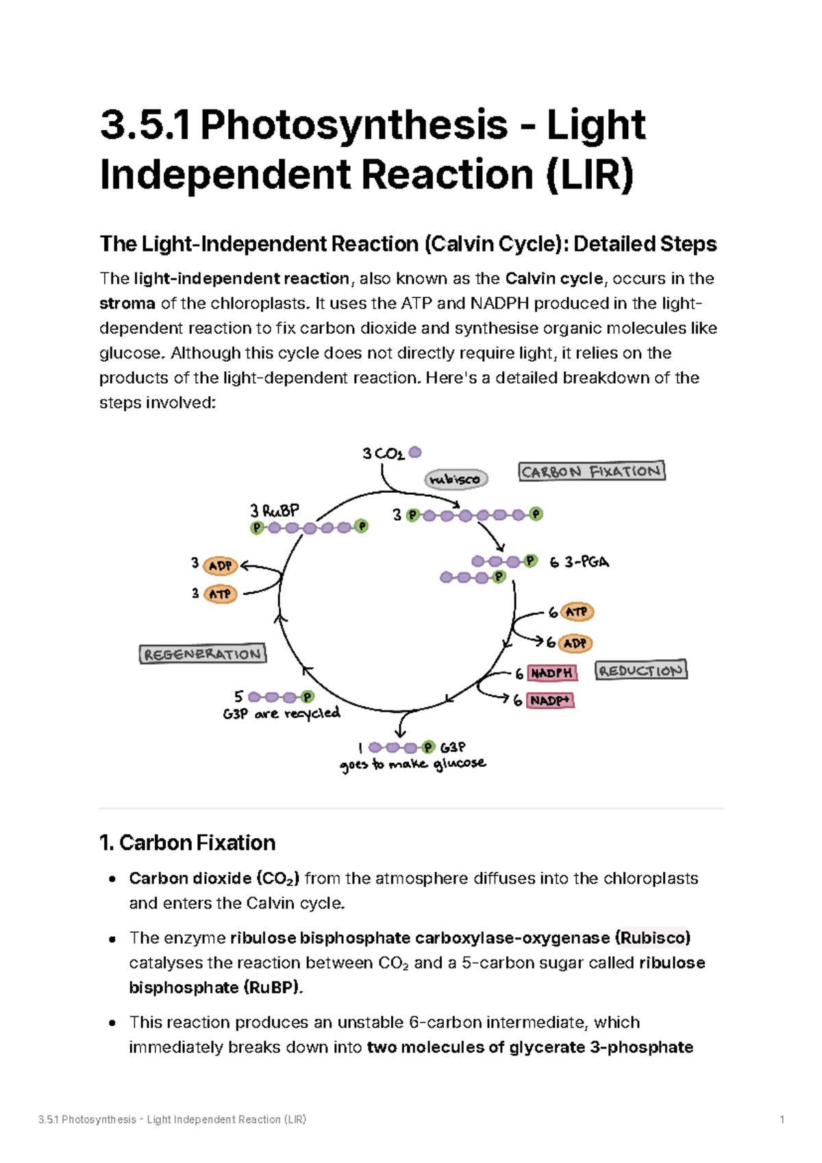 LIR - Detailed Notes on the Calvin Cycle and Light-Independent ...
