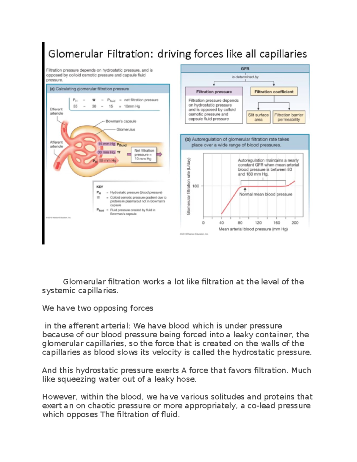 Glomerular Filtration: Mechanisms & Regulation in Renal Physiology ...