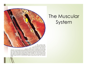 [Solved] four protective functions of the skin - Anatomy and Physiology ...