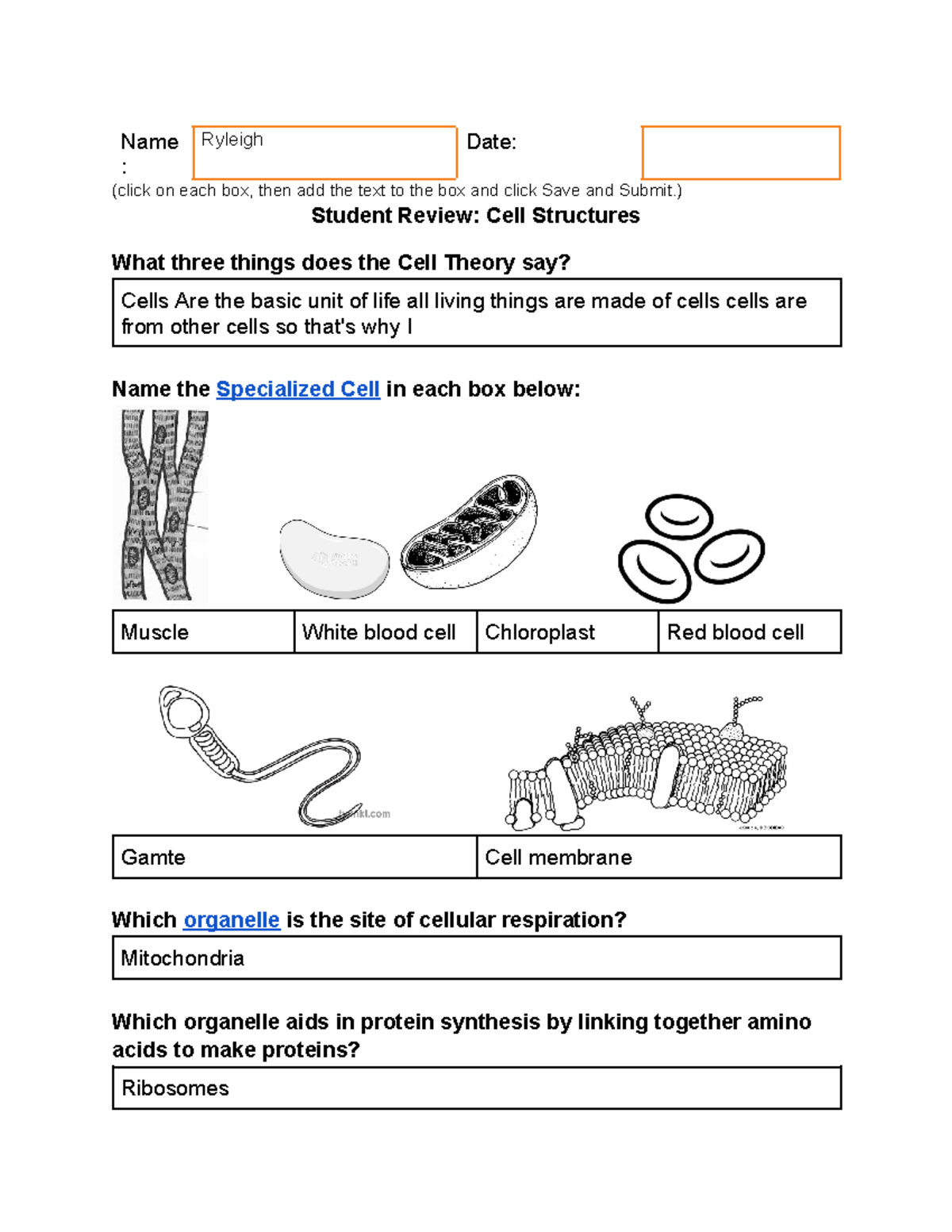 Student Review Cell Structures - Name : Ryleigh Date: (click on each ...