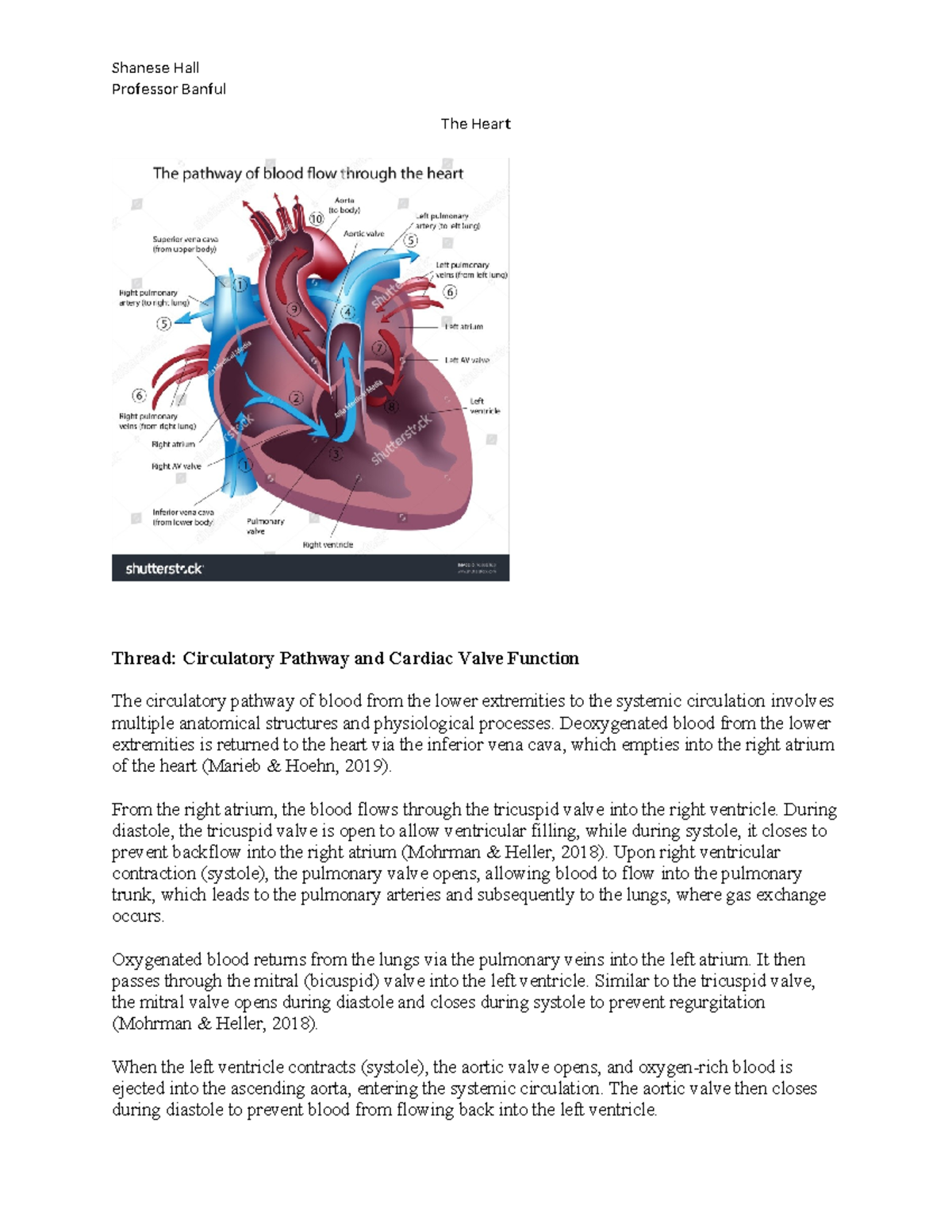 The Heart 2: Circulatory Pathway & Cardiac Valve Function Notes - Studocu
