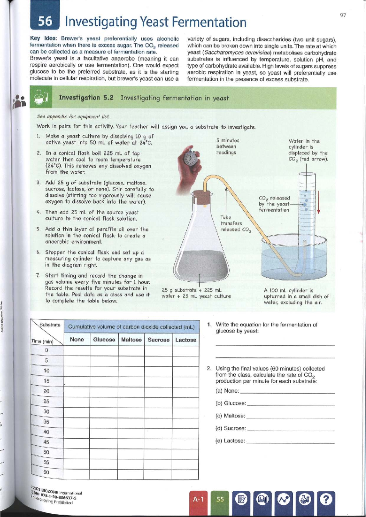 Investigating Yeast Fermentation: Key Insights and Experimental Methods ...