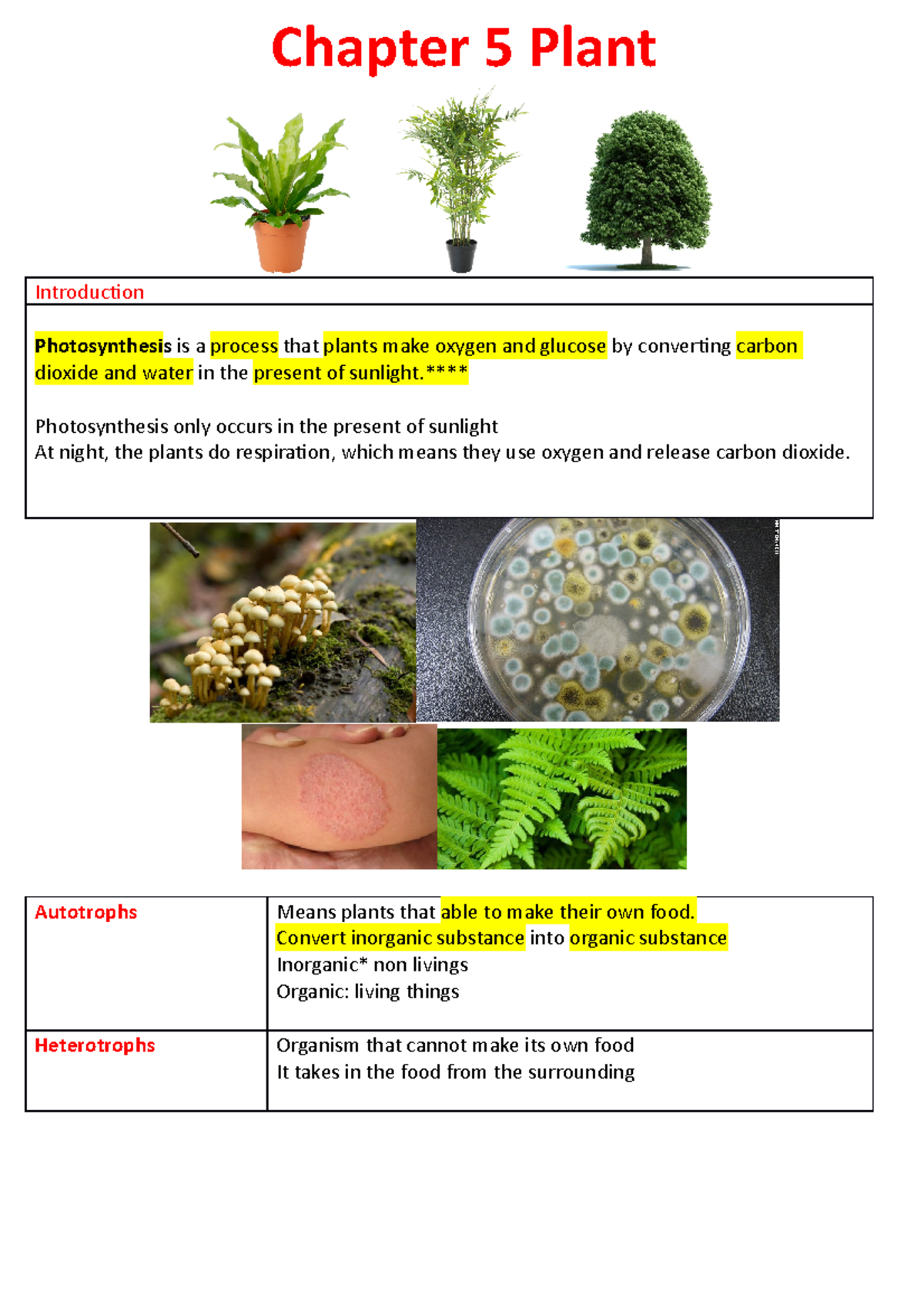 Chapter 5: Plant Physiology and Photosynthesis Concepts - Studocu